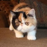 Iren Wulandari profile icon