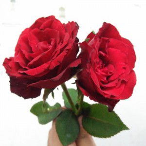 Isti Isti profile icon