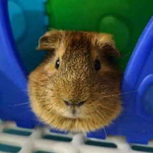 Harzirah Binti Abdul Rahman profile icon