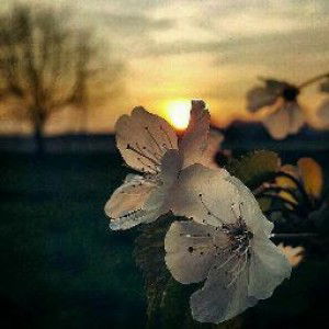 Nova Kng profile icon