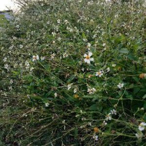 nny fradila profile icon