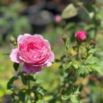 Lucky Kaa profile icon