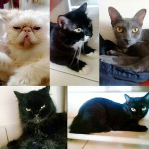 Nur Musfirah profile icon