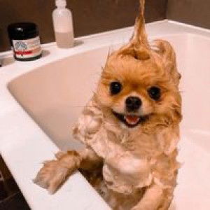 Npr Pwkwrt profile icon