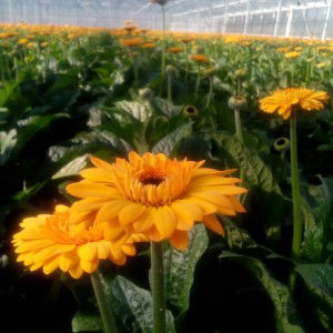 Winda Rianti profile icon