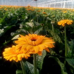 Winda Rianti profile icon