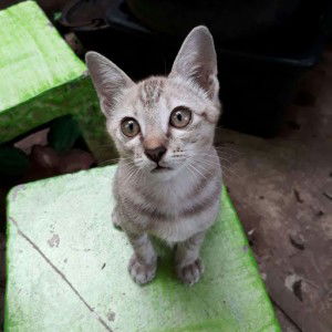 Nela Nin profile icon