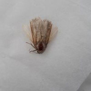 Husna Wildan profile icon