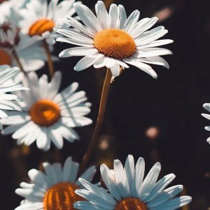 annieee Asdfghjkl profile icon