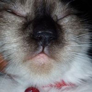 MamahRipki profile icon