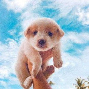 Analyn Cayasa profile icon