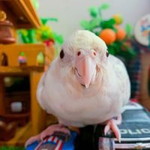 Num Nim KC profile icon