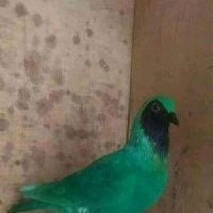 Egi Prayoga profile icon