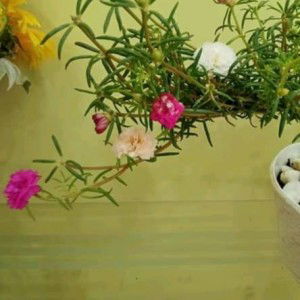 Naomi Maliti profile icon