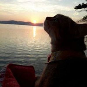 thanvarat witikapat profile icon