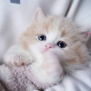 Nurfadilah Su profile icon