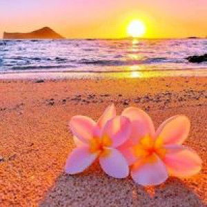 Lim Siew Moi profile icon