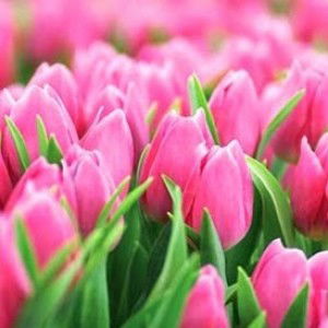 Astria Febriyanti profile icon