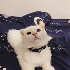 pawanprach Jantanaket profile icon