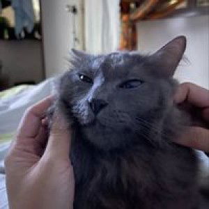 Nurhayyu Zainal profile icon