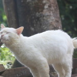 NURUL AKMA profile icon