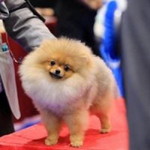 Suphannika Pom profile icon