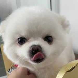 Serena Tay profile icon