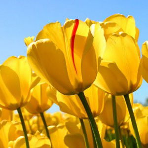 Intan Ningrum profile icon