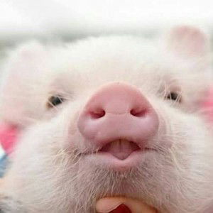 Pimpakorn Limrattanavisoot profile icon