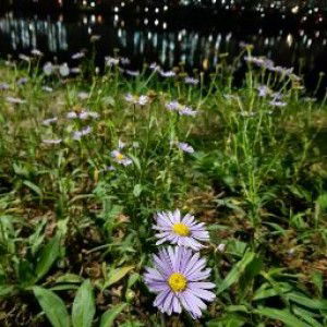 Dewi Karlina profile icon