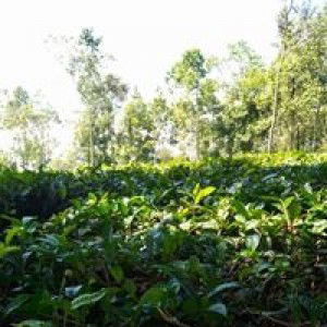 Hatiyangtersakiti profile icon