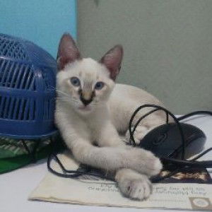 Mary Ann Cruz profile icon