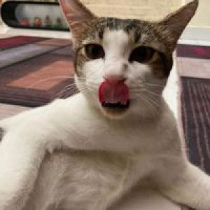 Aimi Teruna profile icon