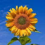 Diana Marie Lopez profile icon