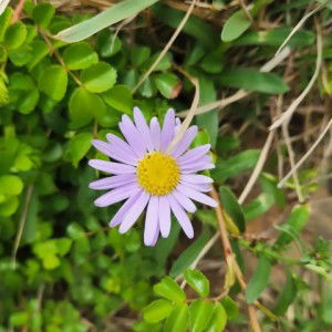 Hy Fife profile icon