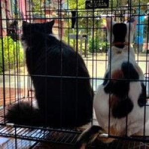 Oneda Hida profile icon