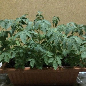 ปัทมา จันทร์วิบูลย์ profile icon