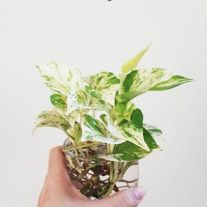 Nanda Habibah profile icon