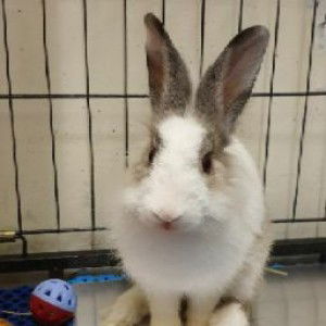 Zila zr profile icon