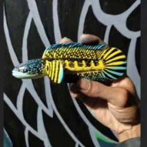 Hobi Kreatif (Abal abal) profile icon