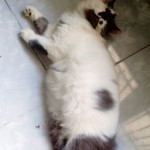 febby fachma profile icon