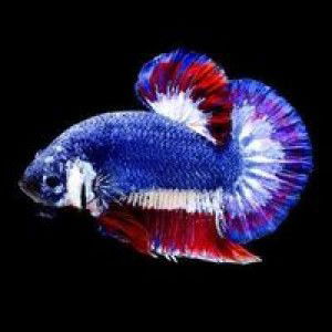 Noor Fatihah Shafie profile icon