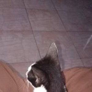 Ani Smrn profile icon