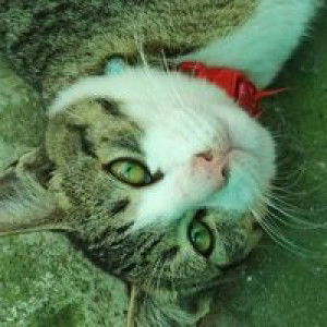 Mayline Torregosa II profile icon