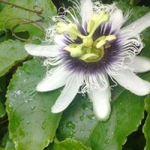 Salmi Isnaeni profile icon