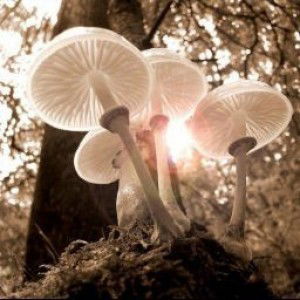 Almira Ramadhani profile icon