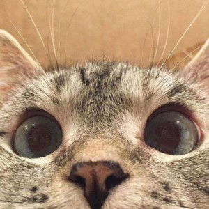 Purepure Chan profile icon