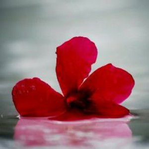 Istiqomah Ns profile icon