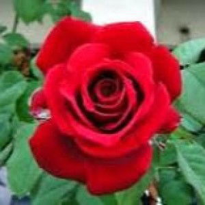 Siti Nur Azlin bt Noor profile icon