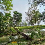 Lilis Nurvi profile icon